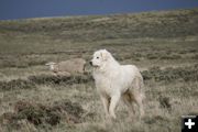 Livestock Guardian Dog 'Rena'. Photo by Cat Urbigkit.