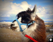 Tim the Alpaca. Photo by Terry Allen.