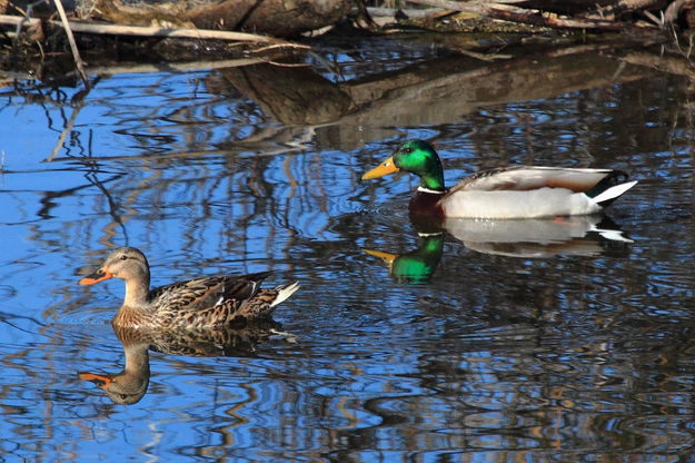 Mr & Mrs Mallard. Photo by Fred Pflughoft.