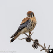 American Kestrel. Photo by Arnold Brokling.