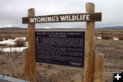 Wyoming's Wildlife. Photo by Terry Allen, Pinedale Online.