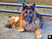 Buddy the Guard Dog. Photo by Terry Allen.