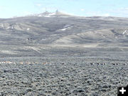 Pronghorn on the move. Photo by Dawn Ballou, Pinedale Online.