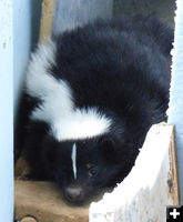 Not a barn kitty. Photo by Dawn Ballou, Pinedale Online.