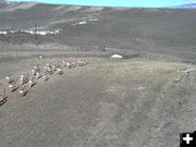 Crossing over. Photo by Trappers Point Wildlife Overpass Webcam.