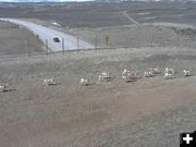 Across the overpass. Photo by Trappers Point Wildlife Overpass Webcam.