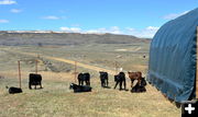 Drop Calves. Photo by Terry Allen.