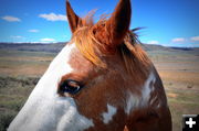 Beautiful mare. Photo by Terry Allen.