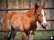 Working the Tongue. Photo by Terry Allen.