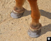 Finished Shoes. Photo by Terry Allen.