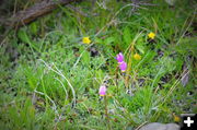 Meadow Flowers. Photo by Terry Allen.