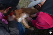 The Making of a Steer. Photo by Terry Allen.