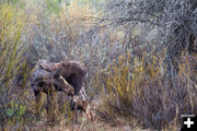 Moose Chronicles. Photo by Arnold Brokling.