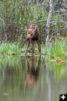 Calf moose. Photo by Arnold Brokling.