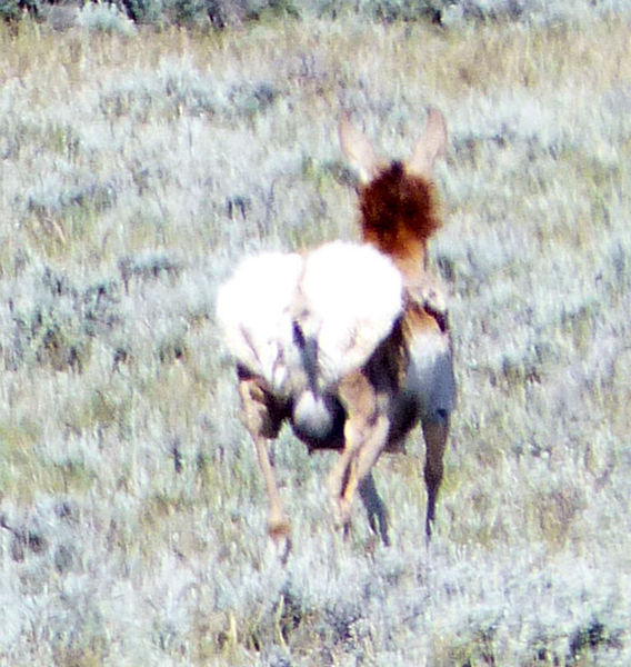 Hackles up. Photo by Dawn Ballou, Pinedale Online.