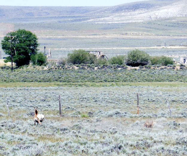 Running over the hill. Photo by Dawn Ballou, Pinedale Online.