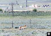 Watching . Photo by Dawn Ballou, Pinedale Online.