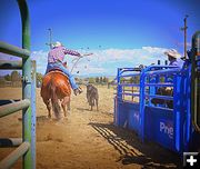 Busting Out of the Chute. Photo by Terry Allen.