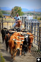 Roping Steers. Photo by Terry Allen.