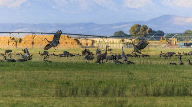 Fall Migration. Photo by Dave Bell.