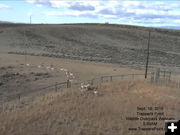 Through the southwest gate. Photo by Trapper's Point Wildlife Overpass webcam.