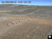 Antelope crossing over. Photo by Trapper's Point Wildlife Overpass webcam.