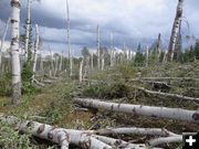 Downed aspen. Photo by Troy Fieseler.