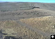 Cattle herd. Photo by Trapper's Point Wildlife Overpass webcam.