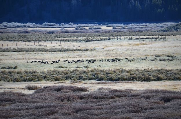 Meadow of Geese. Photo by Terry Allen.