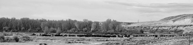 Cattle Drive Along the New Fork. Photo by Terry Allen.