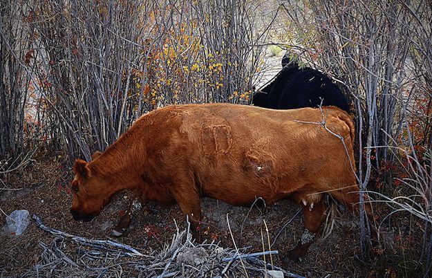 Bear Bite. Photo by Eddie Wardell.