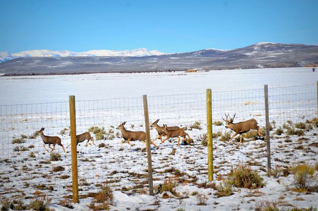 The Rut. Photo by Terry Allen.