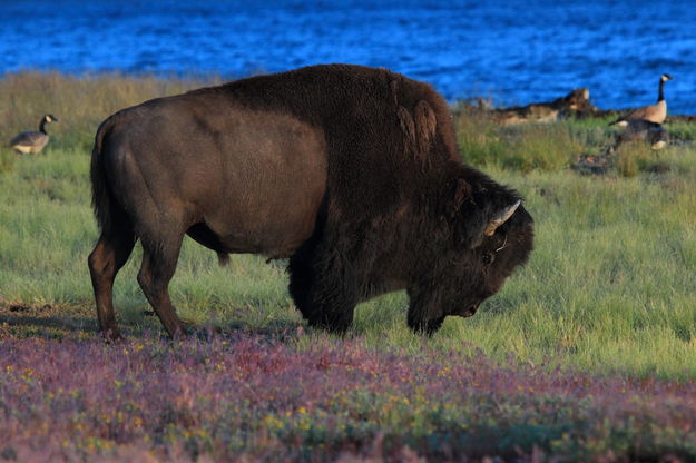 Bison. Photo by Fred Pflughoft.