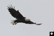 Bald Eagle. Photo by Fred Pflughoft.