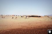 Moving Cattle. Photo by Terry Allen.