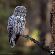 Great Gray. Photo by Arnold Brokling.