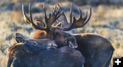 Moose. Photo by Dave Bell.