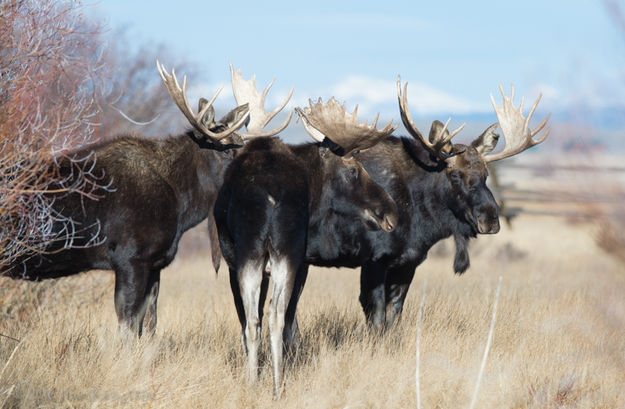 3 of a kind. Photo by Arnold Brokling.