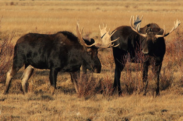 Bulls. Photo by Fred Pflughoft.