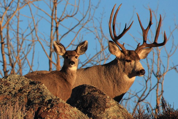 Buck and fawn. Photo by Fred Pflughoft.