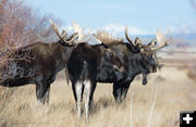 3 of a kind. Photo by Arnold Brokling.