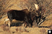 Bull Moose. Photo by Fred Pflughoft.