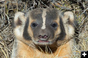 Badger. Photo by Arnold Brokling.