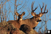 Buck and fawn. Photo by Fred Pflughoft.