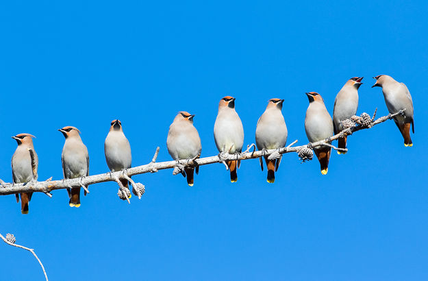 Bohemian Waxwings. Photo by Elizabeth Boehm.