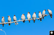 Bohemian Waxwings. Photo by Elizabeth Boehm.