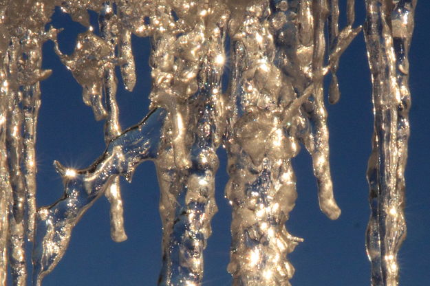 Icicle lace. Photo by Fred Pflughoft.