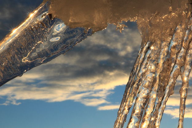 Icicle Spears. Photo by Fred Pflughoft.