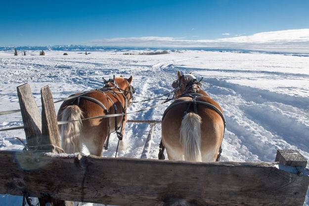 Making the rounds. Photo by Arnold Brokling.