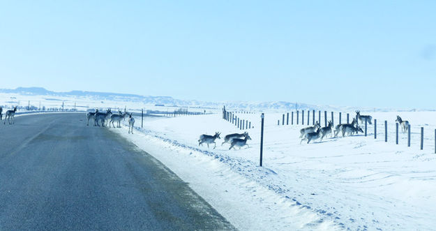 Crossing the road. Photo by Dawn Ballou, Pinedale Online.